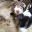 %name%, a %color% %breed% %type%
