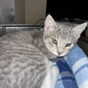 Ollie, a Dark-grey, Light-grey, Silver, White Domestic Shorthair Mix Cat
