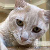 Fetoosh, a Yellow Domestic Shorthair Cat