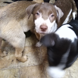 %name%, a %color% %breed% %type%