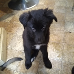 %name%, a %color% %breed% %type%