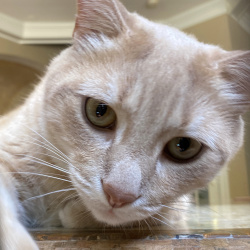{petName}, a Yellow Domestic Shorthair Cat